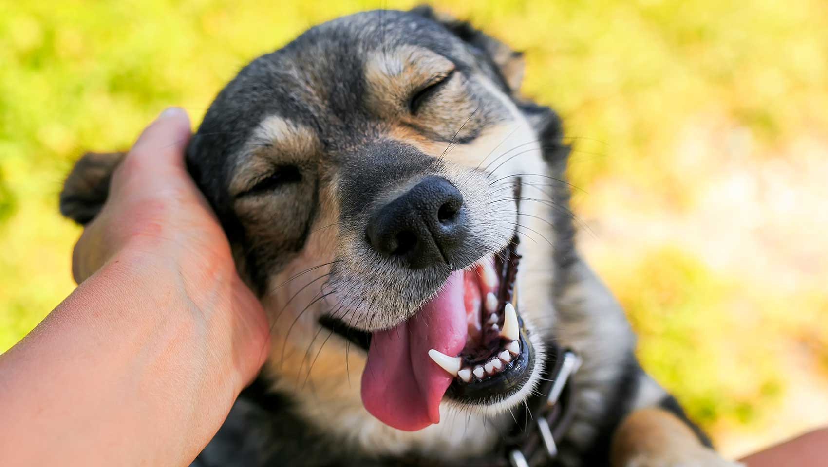 dog smiling and being bet by owner against a yellow background