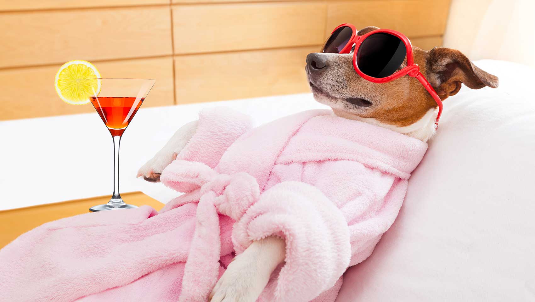 little dog relaxing in a bathroom with sunglasses and a cocktail