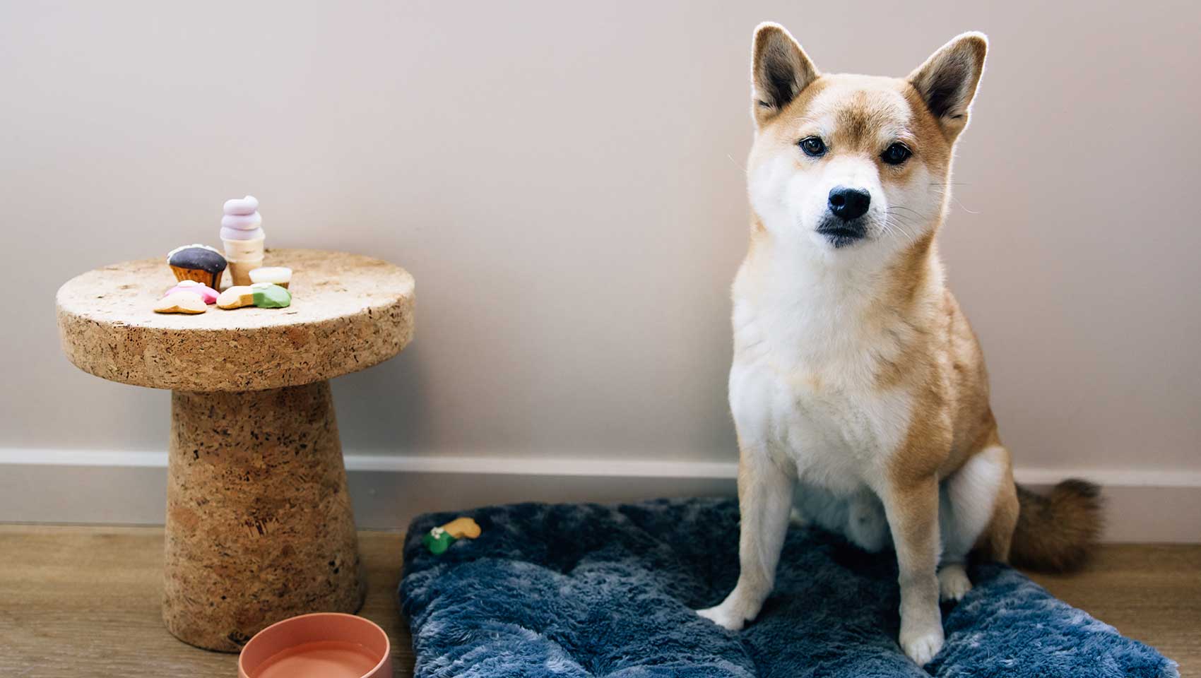 dog on blue pet bed with table of toys and a water dish